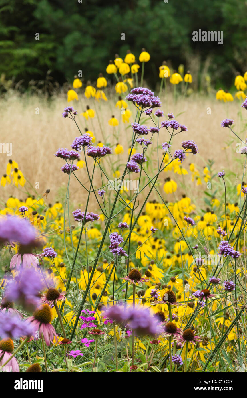 Purpletop verveine (Verbena bonariensis) et le cône fleurs (Rudbeckia) Banque D'Images