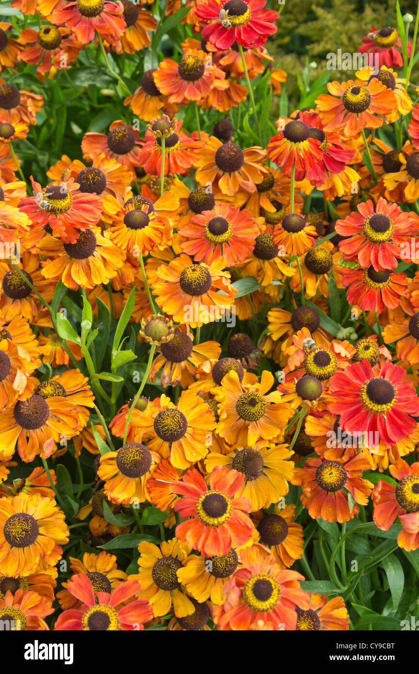 Sneezeweed helenium kleiner (Fuchs) Banque D'Images