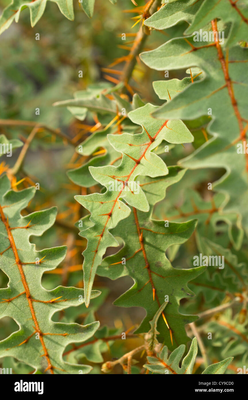 Harde de tomate (Solanum pyracanthum) Banque D'Images