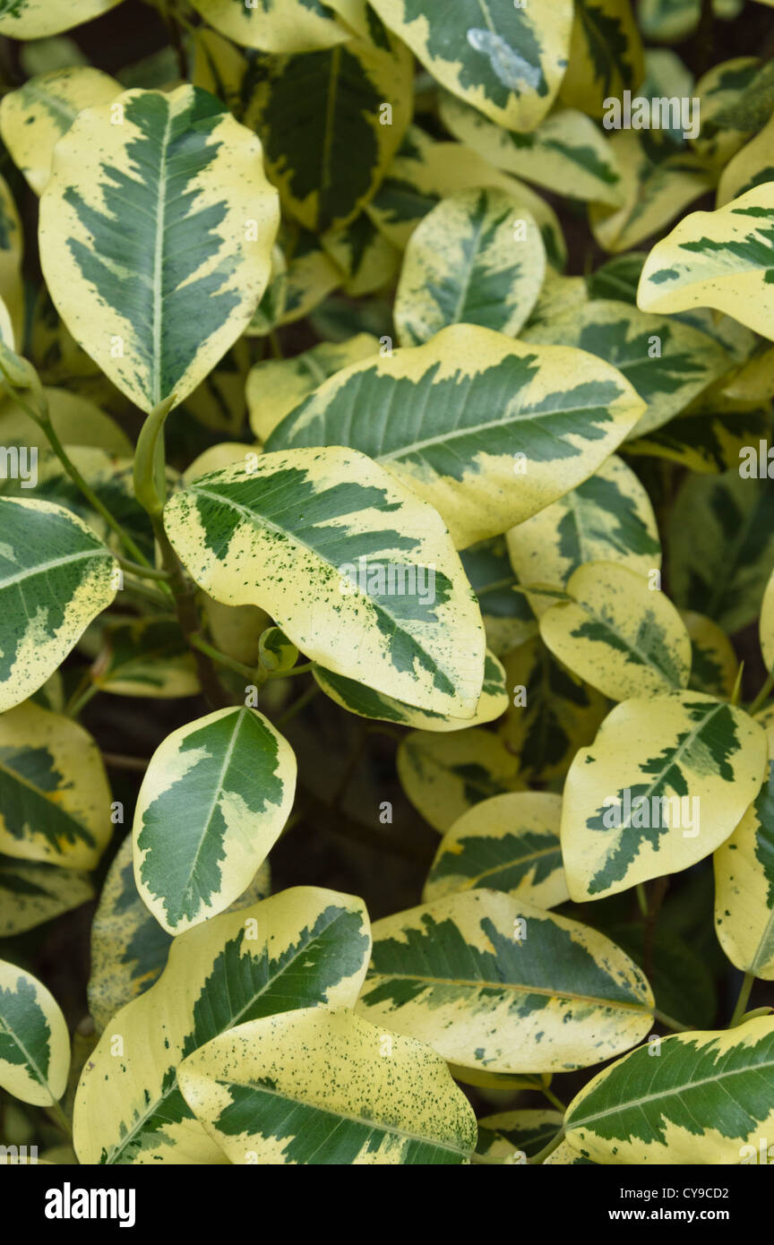 Rusty (fig ficus rubiginosa 'Variegata') Banque D'Images
