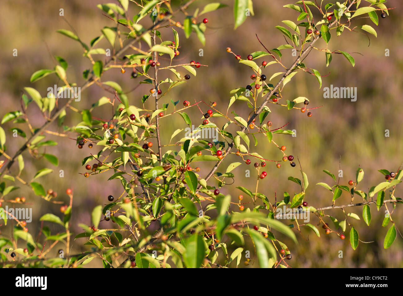 Le cerisier tardif (Prunus serotina) Banque D'Images