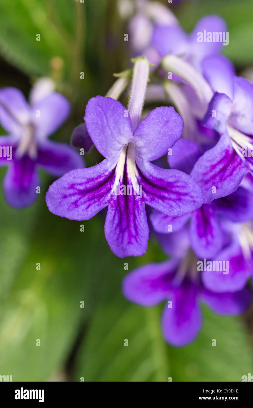 Cape primrose (streptocarpus) Banque D'Images