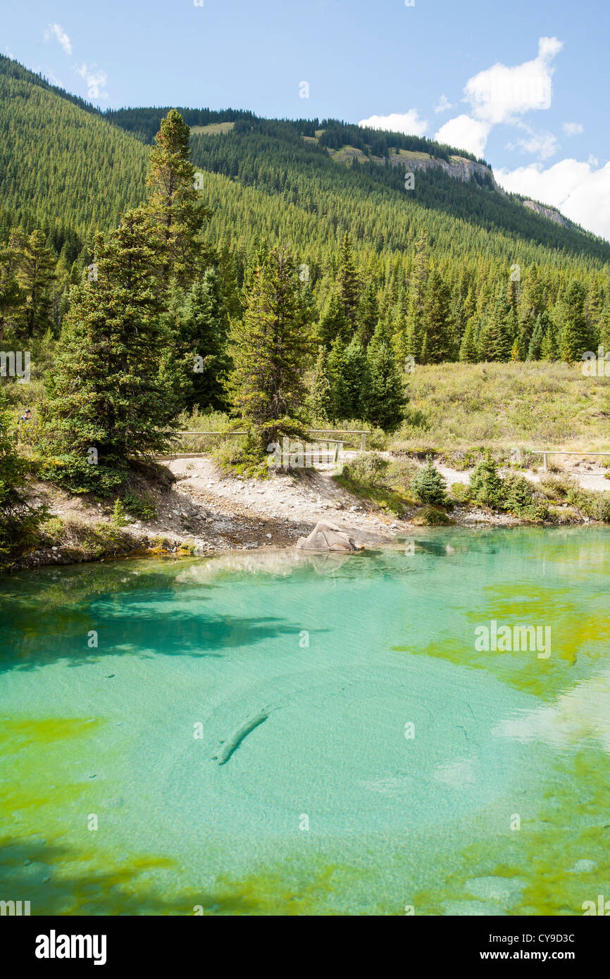 Les pots d'encre, le calcaire de l'eau de source des piscines en Johnson Canyon dans le parc national Banff, Rocheuses canadiennes. Banque D'Images