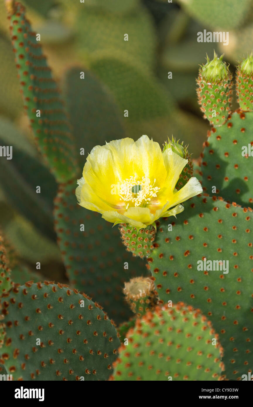 Oreilles de lapin cactus (Opuntia microdasys) Banque D'Images