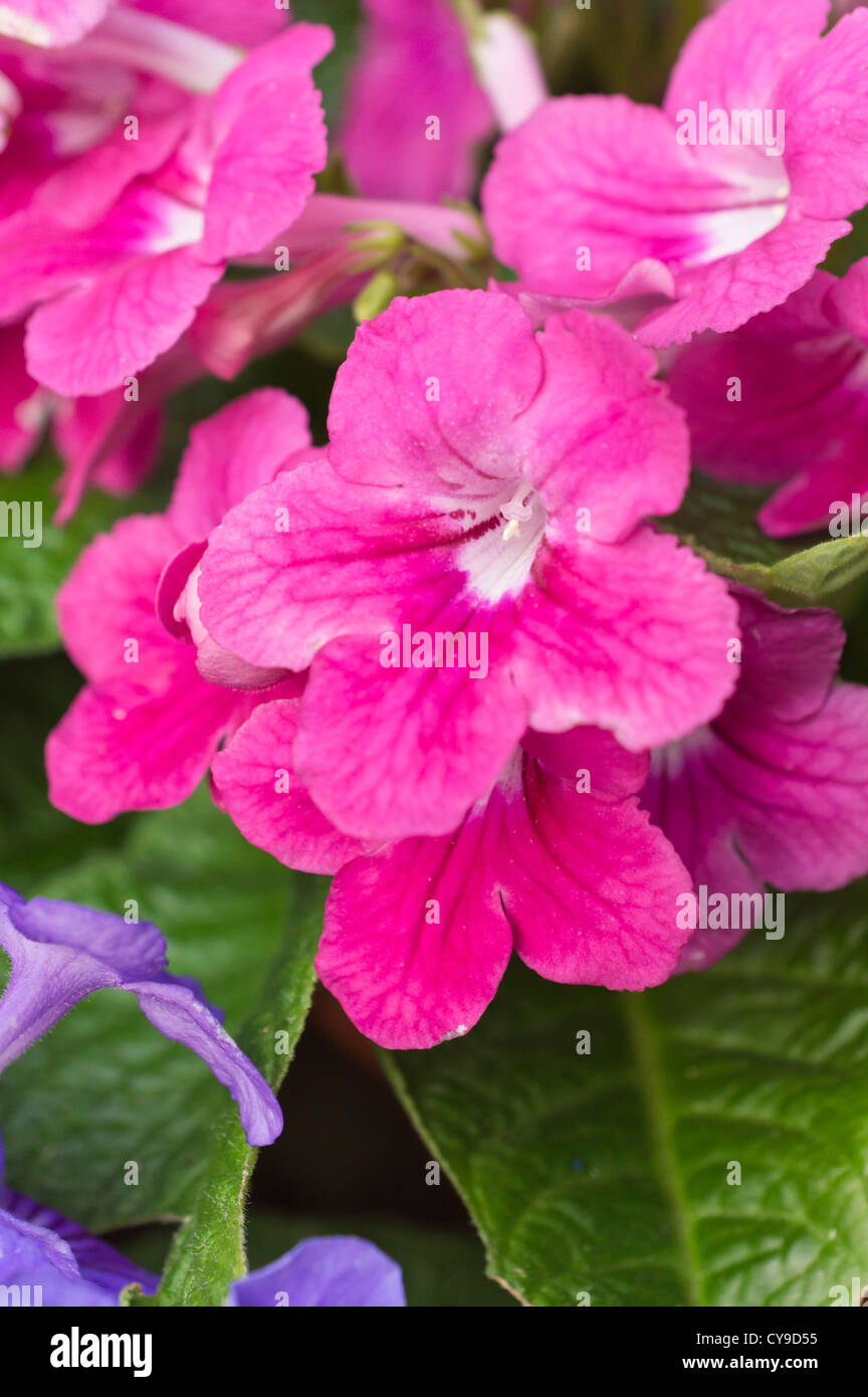 Cape primrose (streptocarpus) Banque D'Images