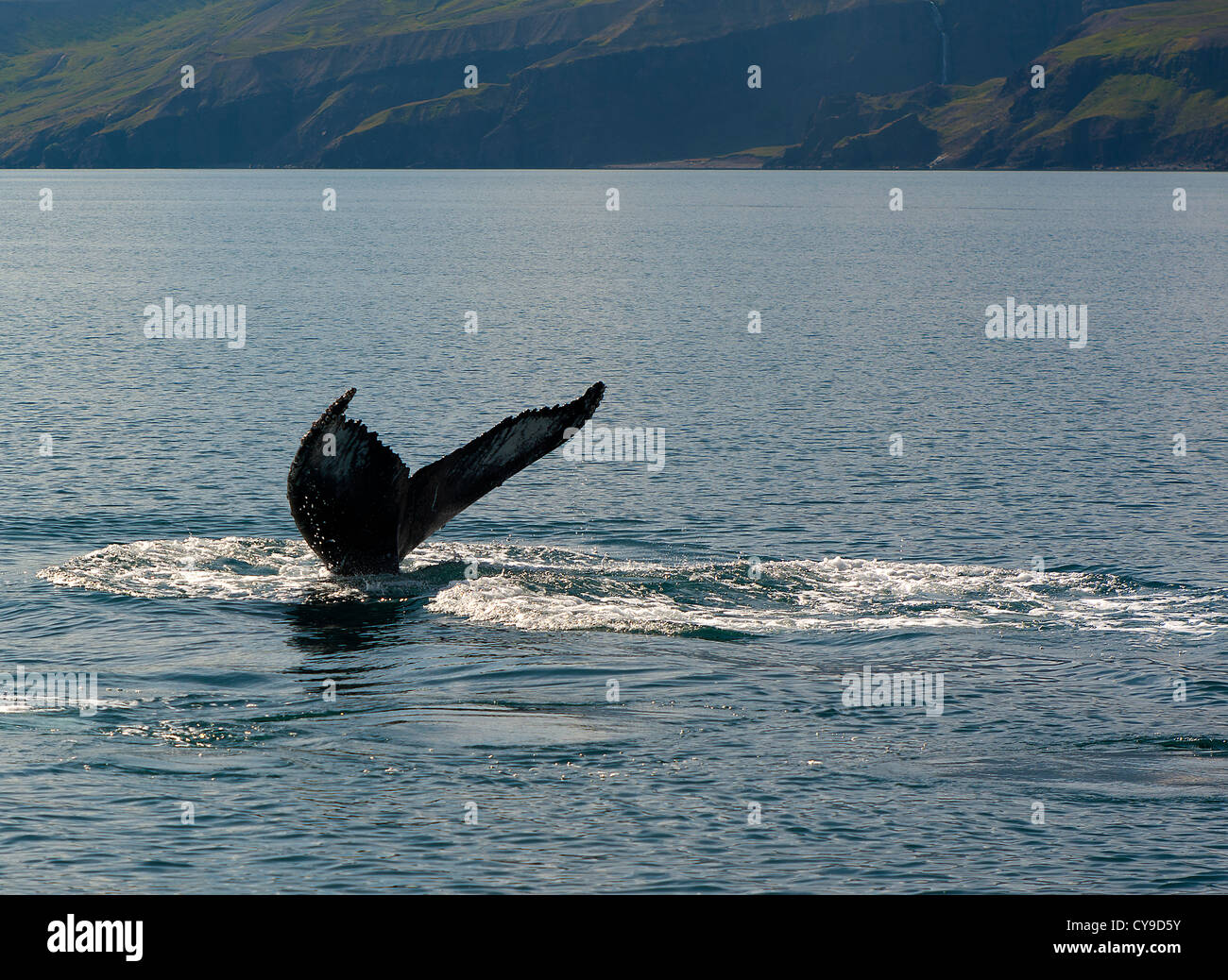 Queue de baleine, Husavik Islande Banque D'Images