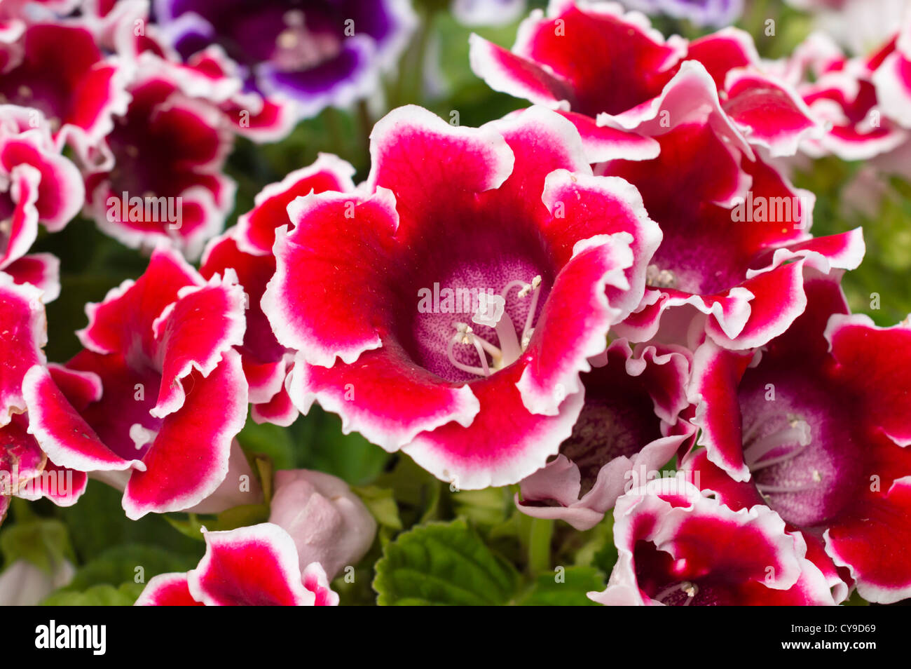 (Gloxinia sinningia) Banque D'Images