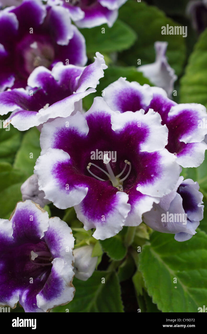(Gloxinia sinningia) Banque D'Images
