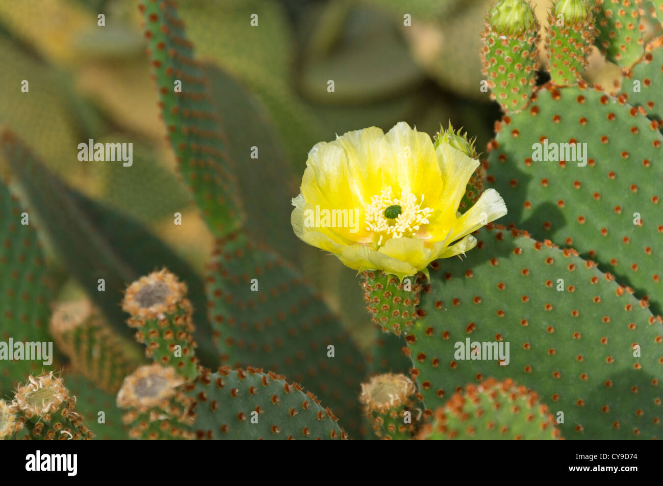 Oreilles de lapin cactus (Opuntia microdasys) Banque D'Images