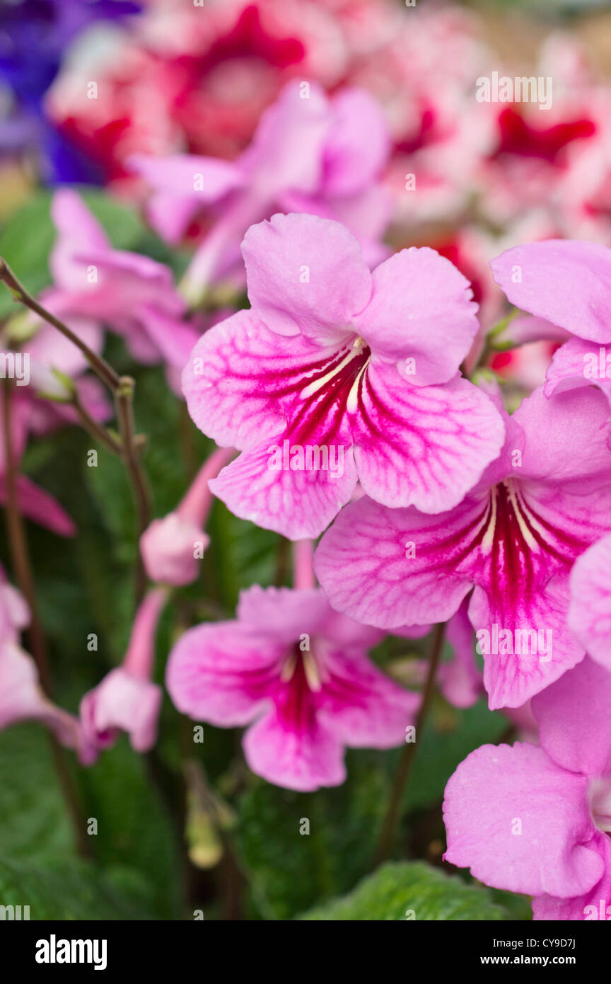 Cape primrose (streptocarpus) Banque D'Images