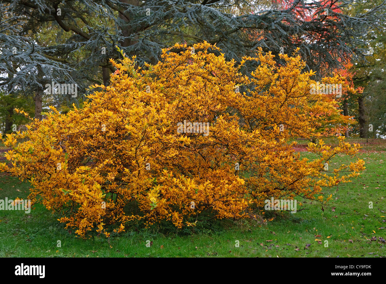 Couleurs d'automne à Wakehurst Place dans West Sussex Banque D'Images