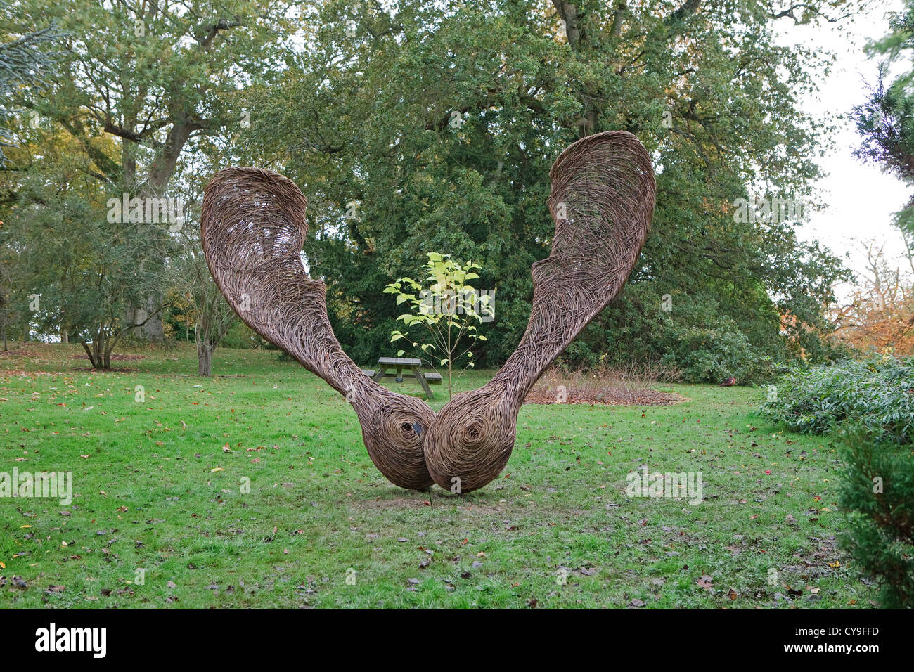 Les graines d'un sycomore 'Helicopters à Wakehurst Place dans West Sussex Banque D'Images