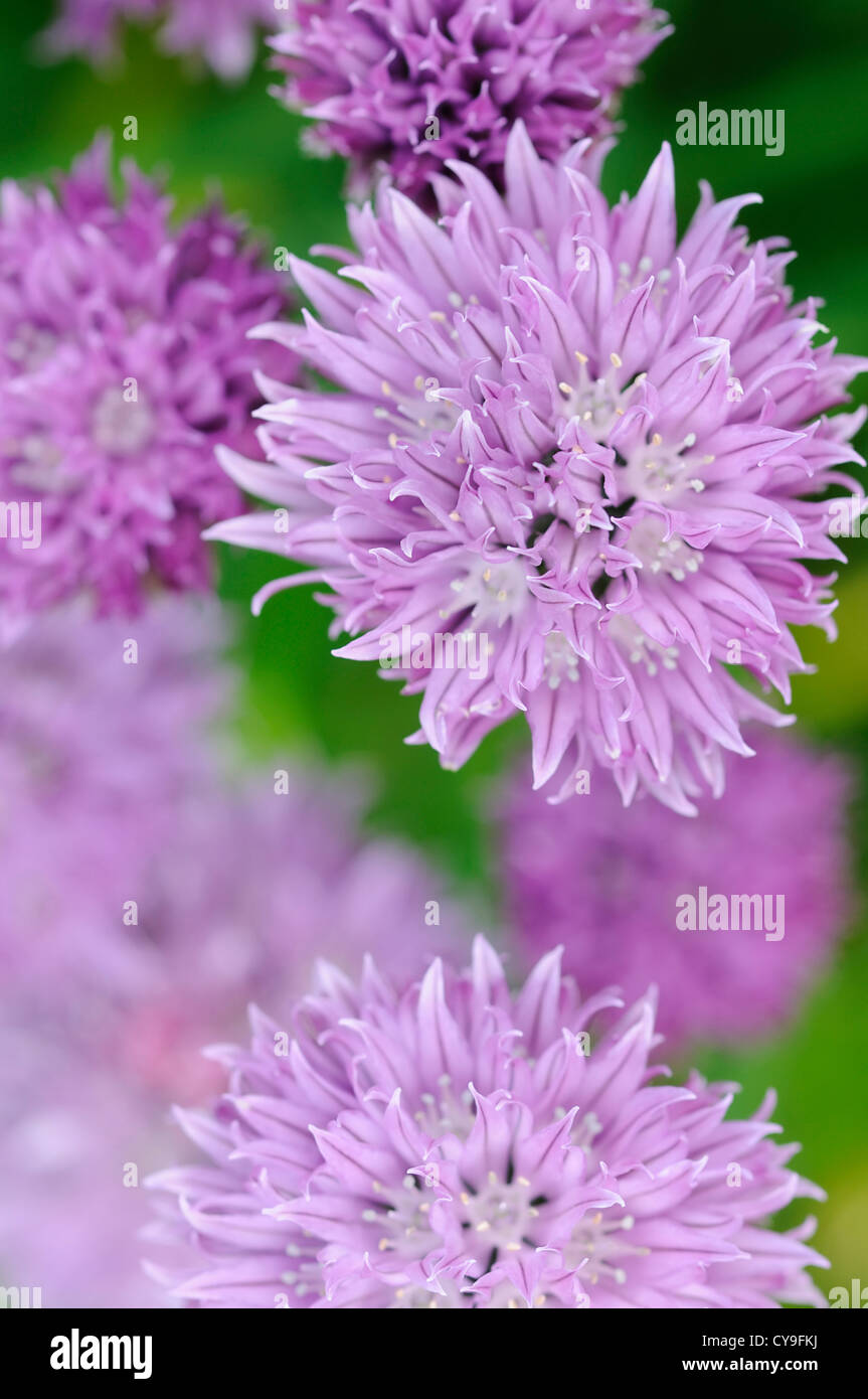 Allium schoenoprasum, ciboulette. Banque D'Images