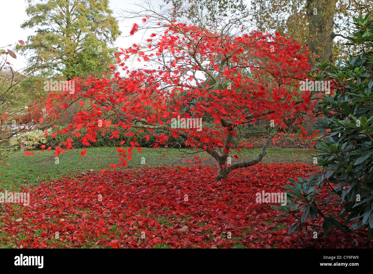 Acer japonais au cours de l'automne dans la région de Wakehurst Place Banque D'Images