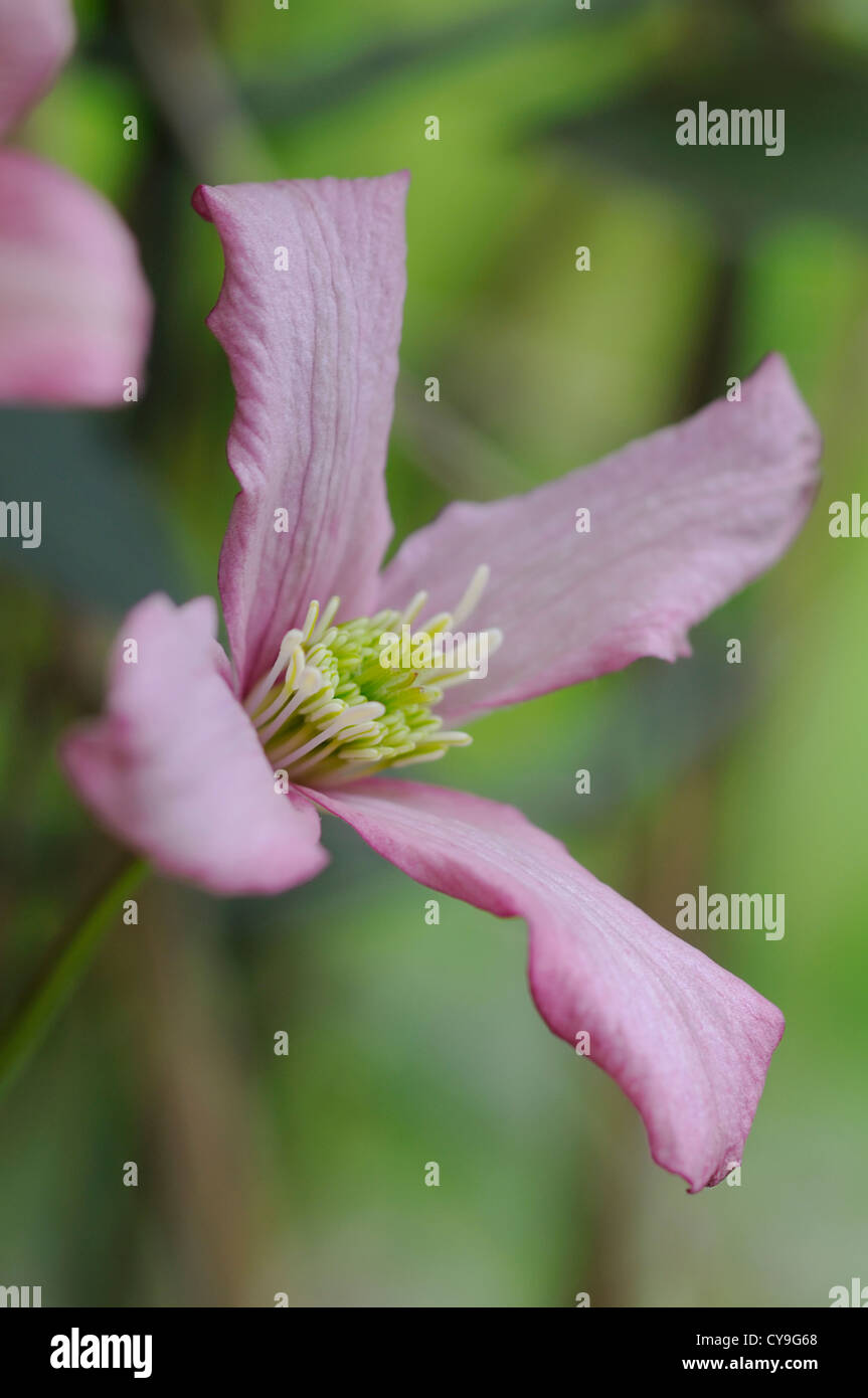 Clematis montana rubens. Fleur simple rose profond avec des étamines jaune sur la plante grimpante à fleurs d'été avec un fond vert Banque D'Images