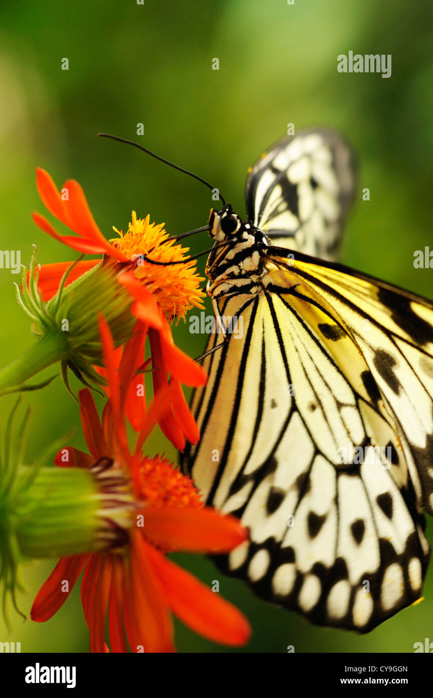 Idée leuconoe, papier Kite ou grand arbre nymphe papillon sur une fleur de couleur orange vu de profil. Banque D'Images