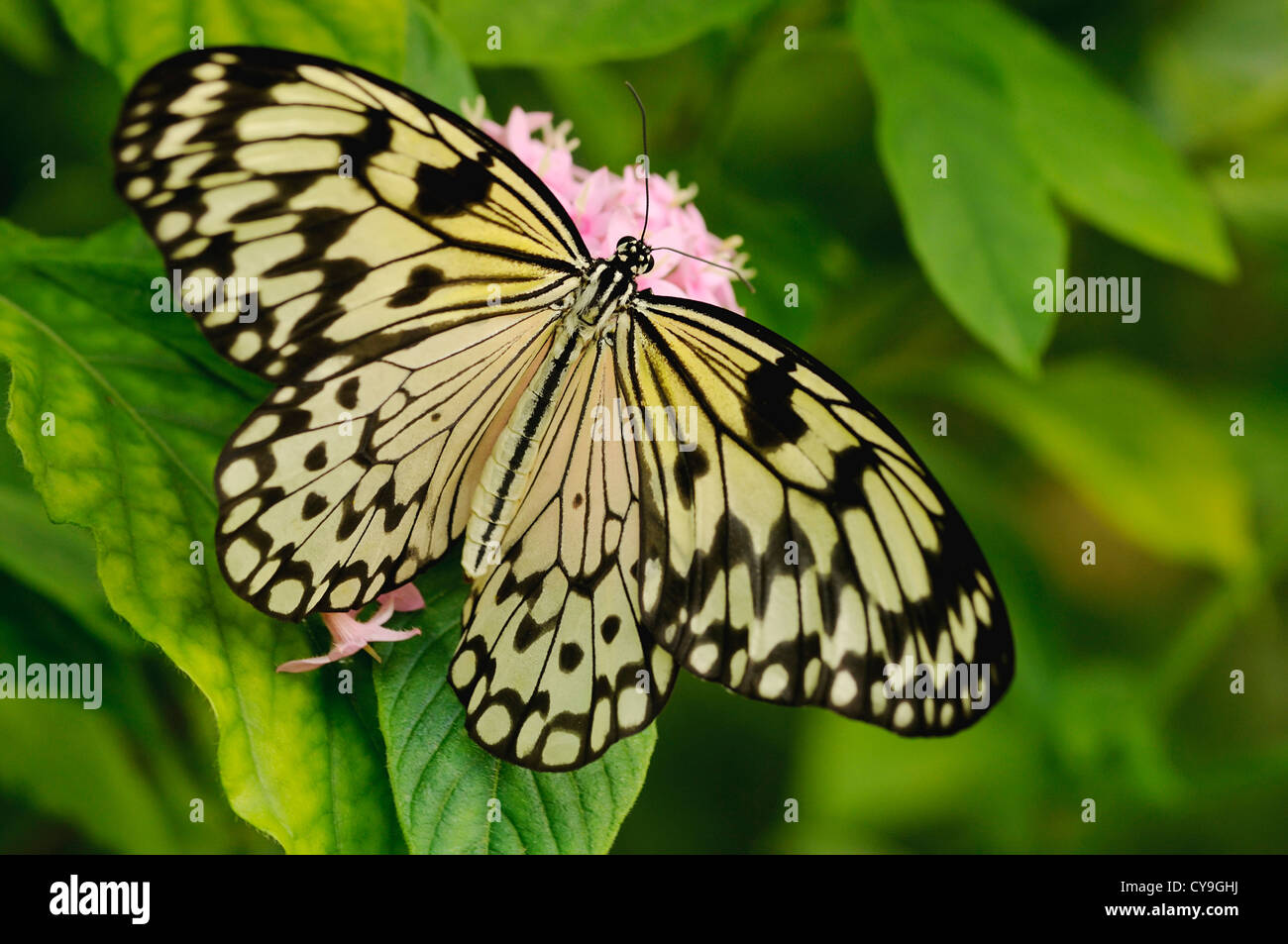 Idée leuconoe, papier Kite ou grand arbre papillon nymphe vu de dessus avec ses ailes ouvertes sur une fleur rose d'un arbuste. Banque D'Images