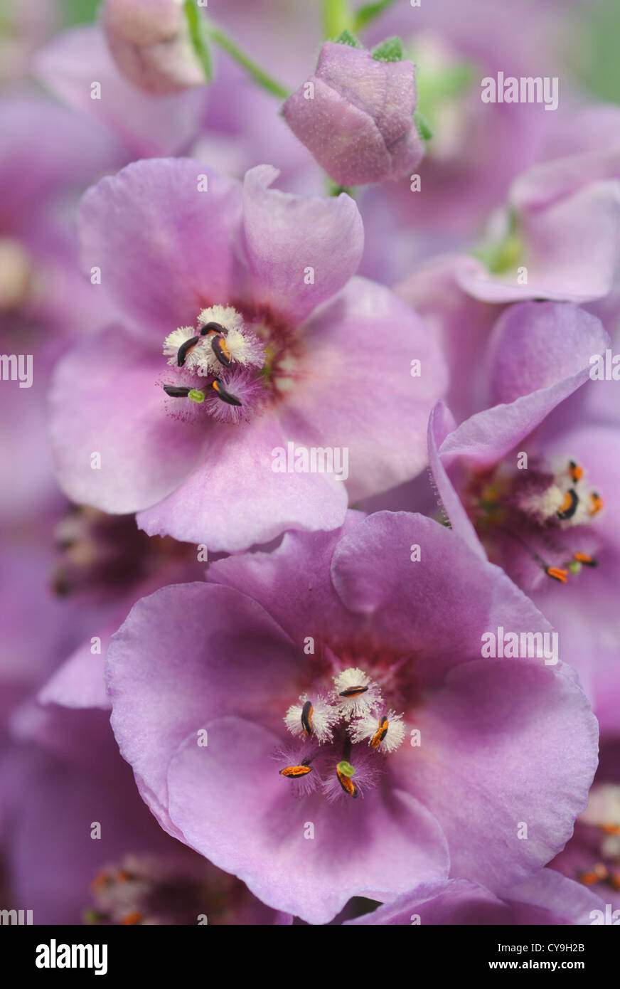 Verbascum 'Sugar Plum', Molène. Close-up of purple flowers et l'étamine de Ce traditionnel chalet jardin plante. Banque D'Images