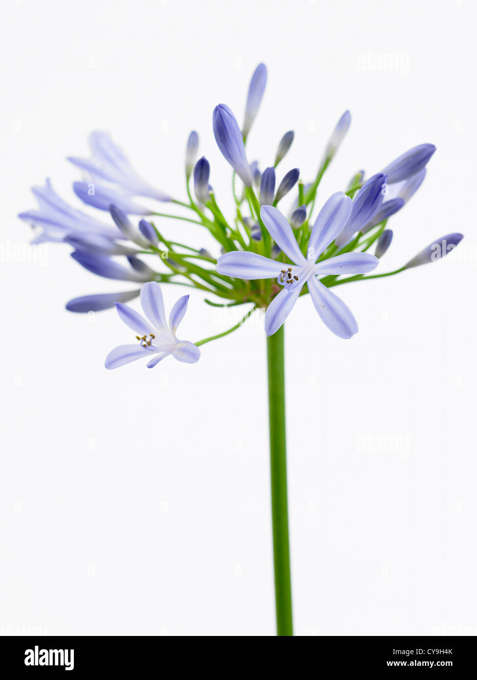 Agapanthus 'Blue Horizon'. Umbellifer floraison bleu en forme de tête sur une seule tige sur un fond blanc. Banque D'Images