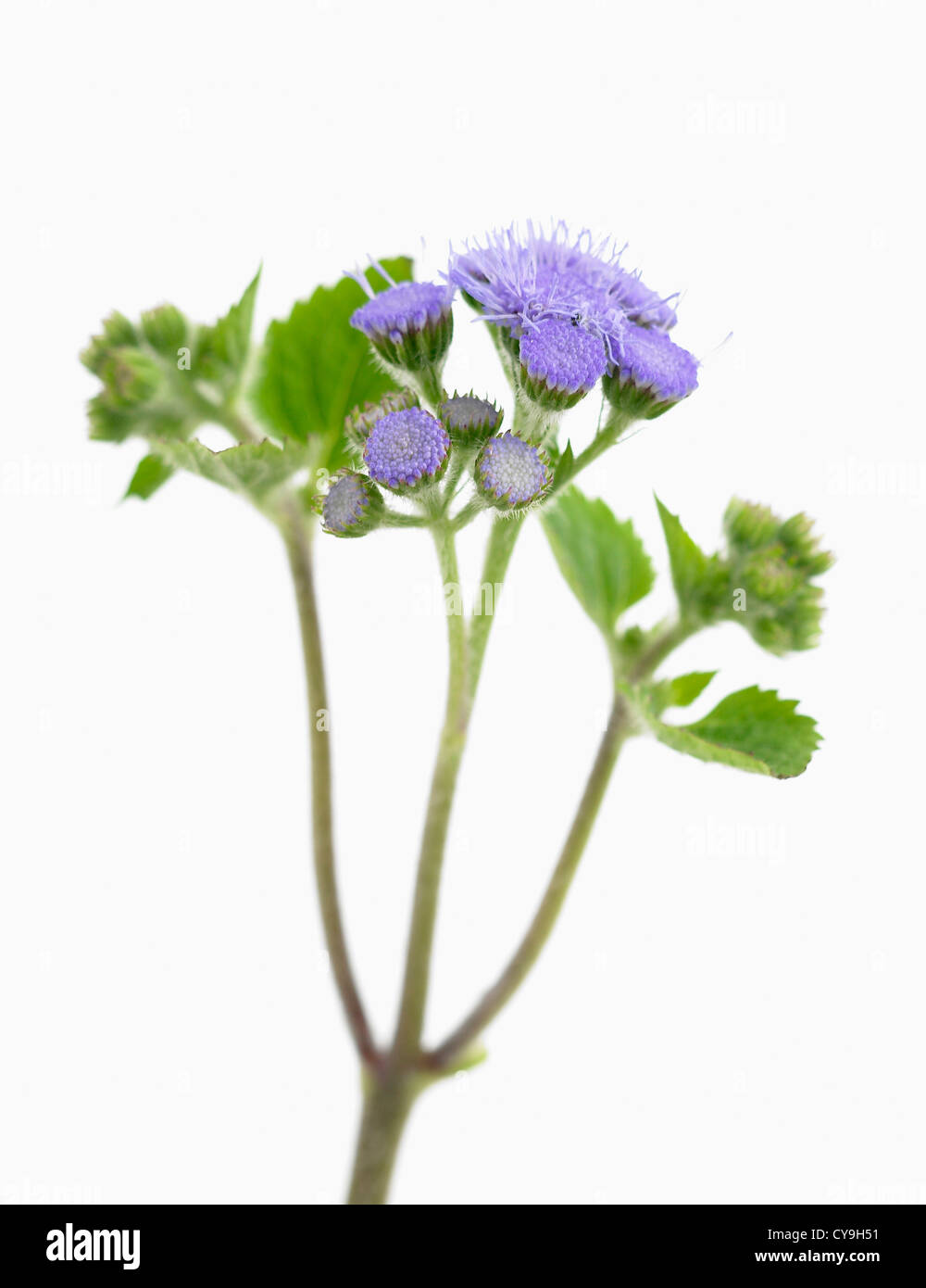 Ageratum houstonianum, Floss flower. Fleurs et feuilles bleu-violet sur une seule tige sur un fond blanc. Banque D'Images