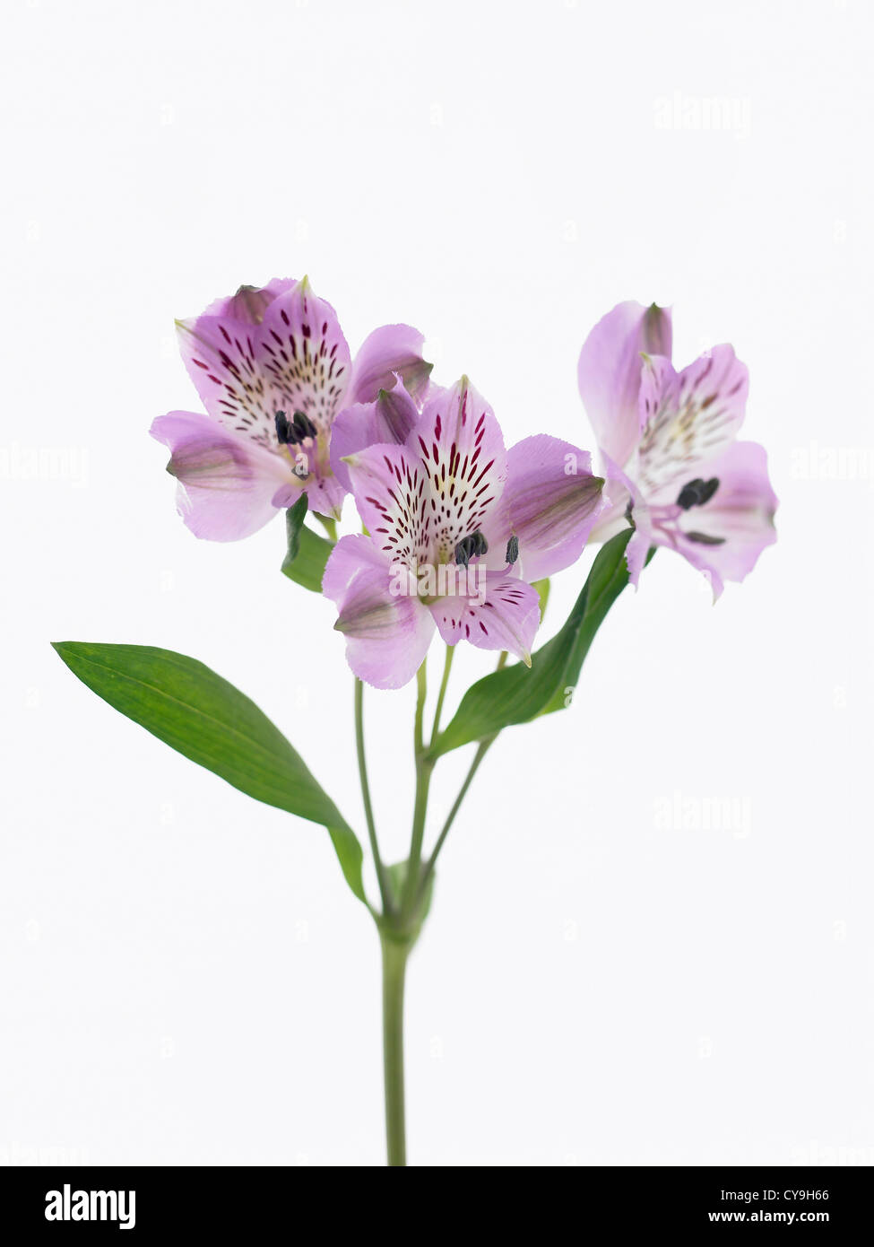 L'Alstroemeria cultivar, lily péruvienne. Fleurs violettes sur une seule tige sur un fond blanc. Banque D'Images