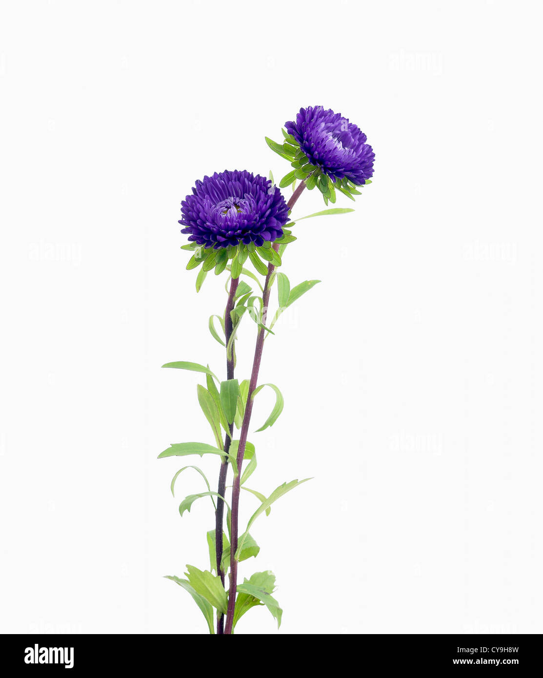 Callistephus chinensis 'Matsumoto", China aster. Fleurs violettes sur les tiges sur un fond blanc. Banque D'Images