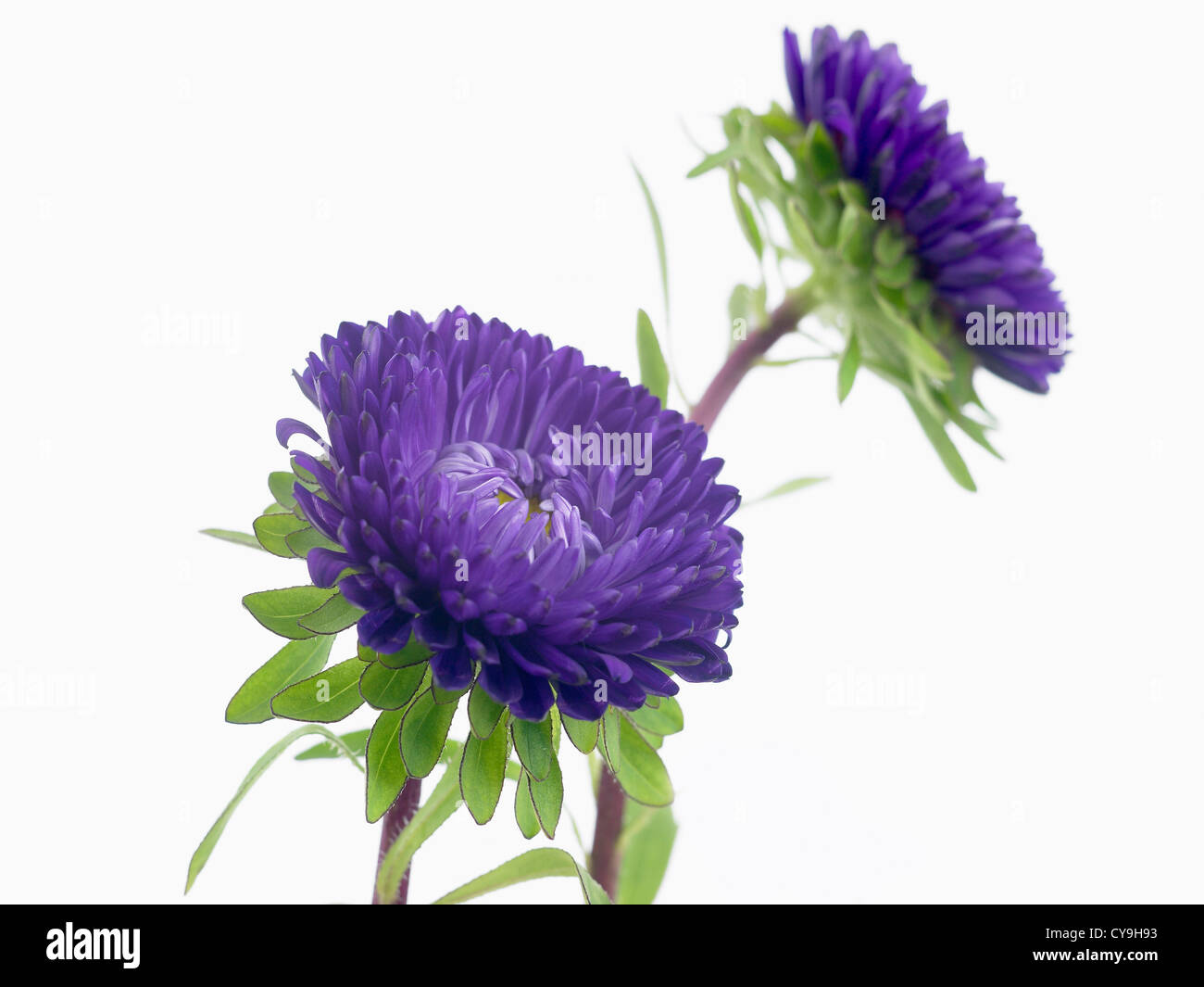 Callistephus chinensis 'Matsumoto", China aster. Fleurs violettes sur les tiges sur un fond blanc. Banque D'Images