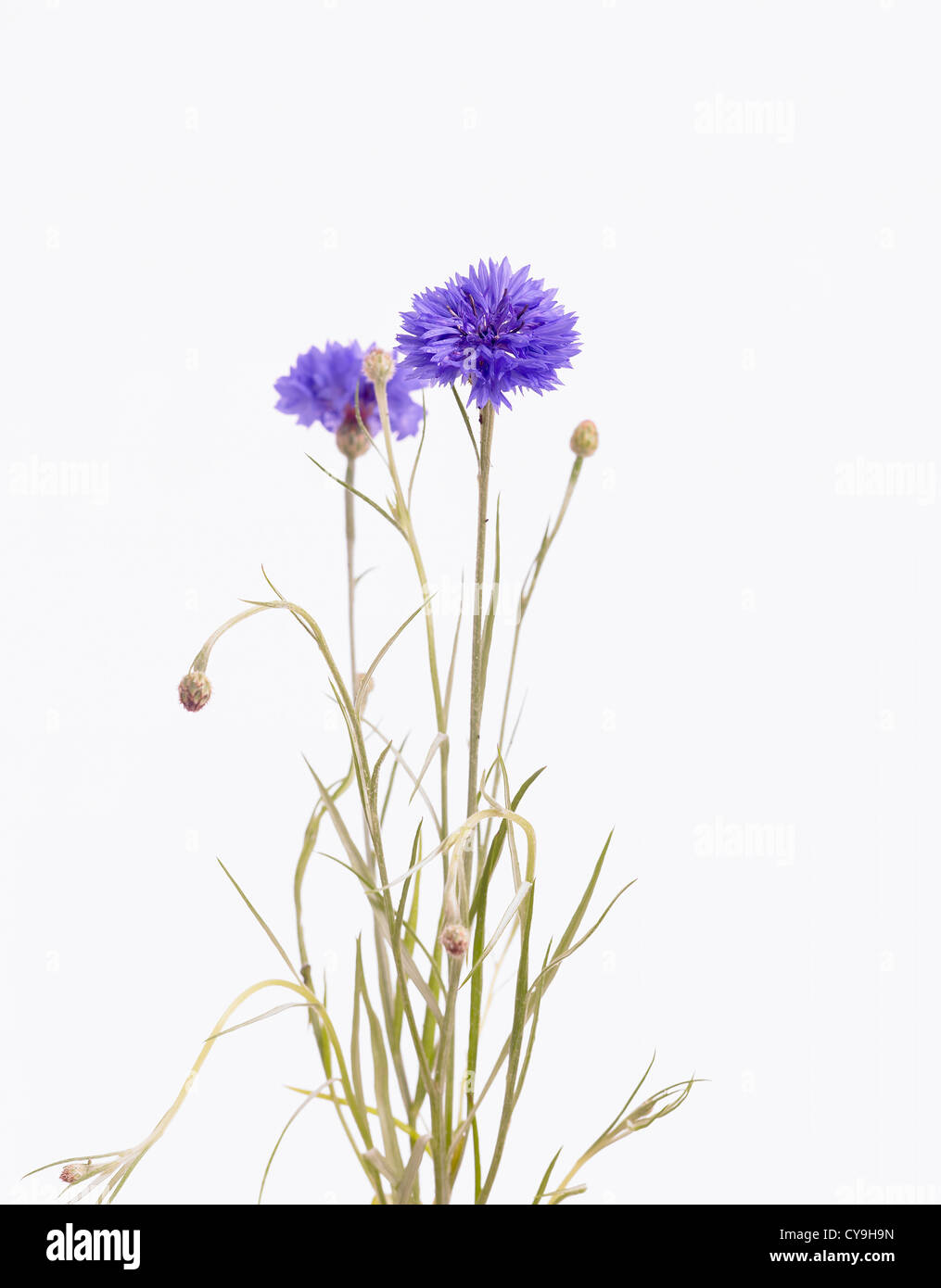Centaurea cyanus Bleuet bleu, sur les tiges sur un fond blanc. Banque D'Images