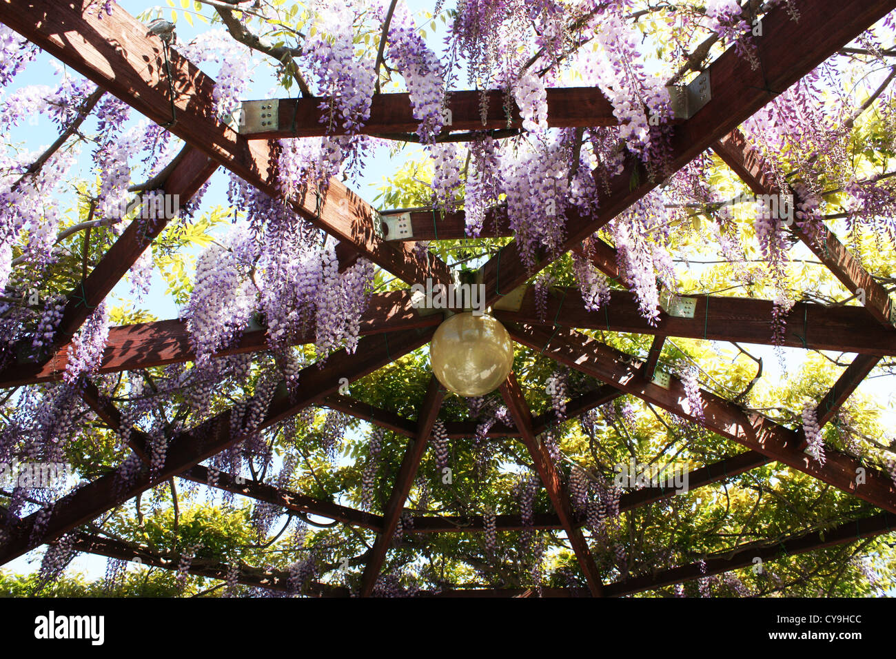 Les fleurs de glycine violette accroché sur la structure en bois de jardin Banque D'Images
