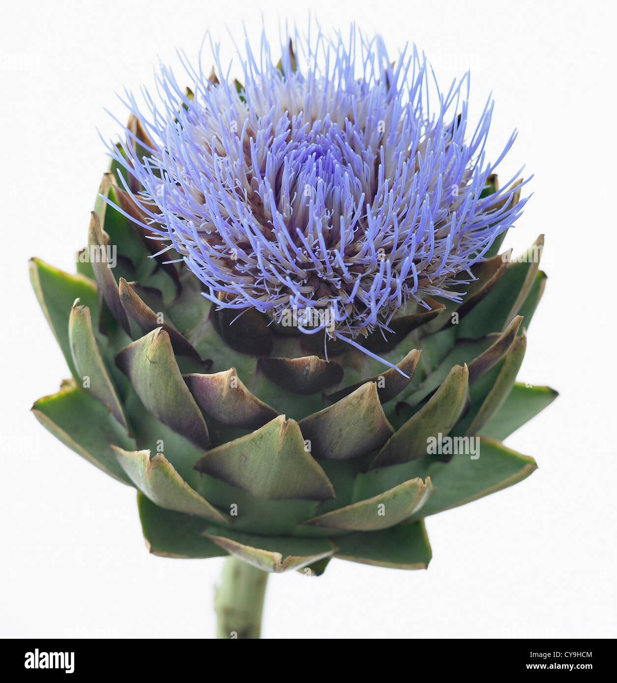 Cynara scolymus, de l'artichaut. Fleur bleu au-dessus de la woodsie feuilles vertes de cette plante vivace chardon comestible. Banque D'Images