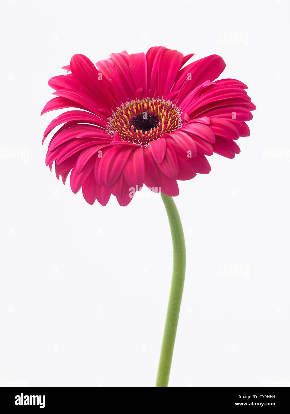 Gerbera 'Explorer', seule fleur rose sur une tige sur un fond blanc. Banque D'Images