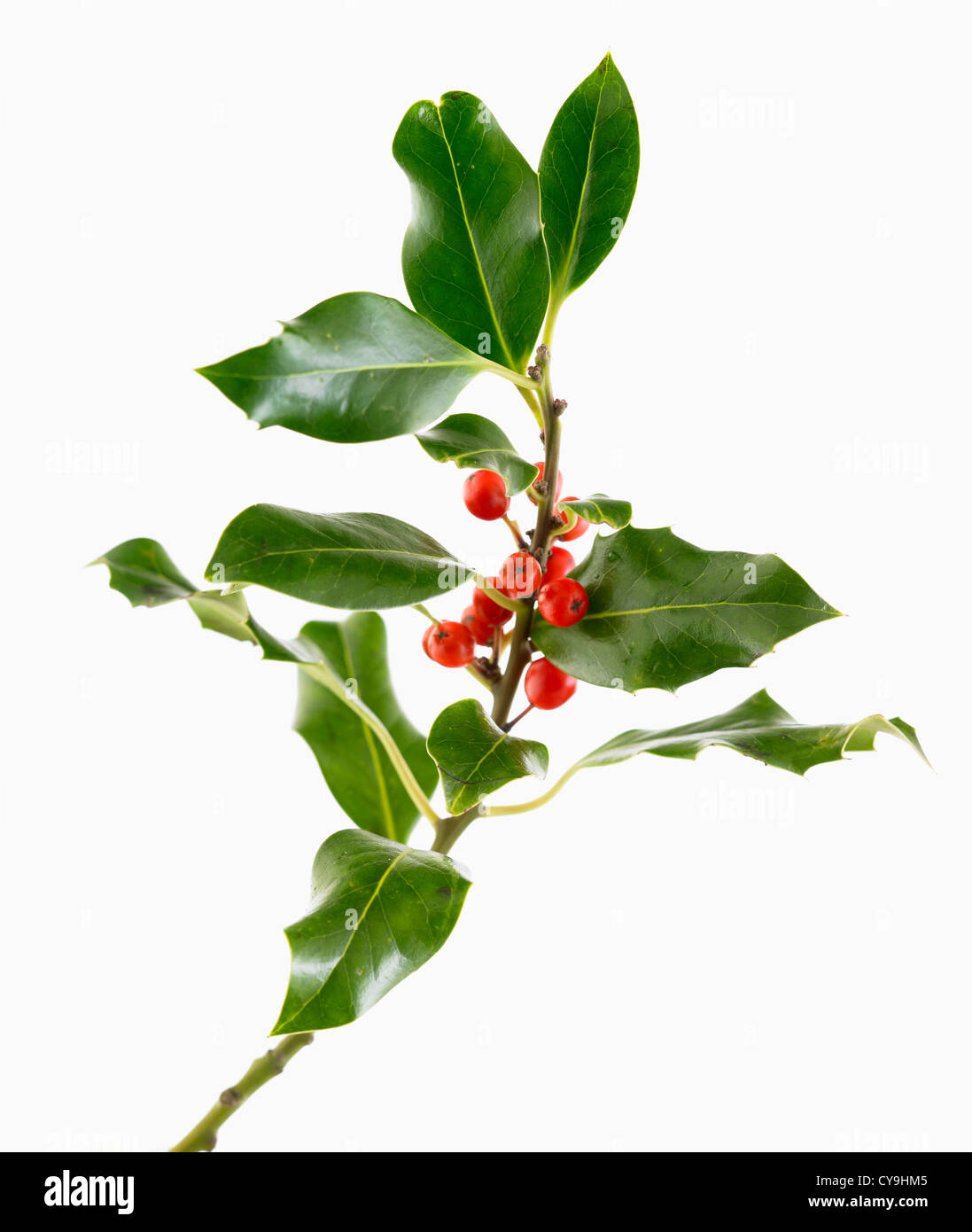Ilex aquifolium, Holly. Fruits rouges sur la direction générale de feuilles sur un fond blanc. Banque D'Images