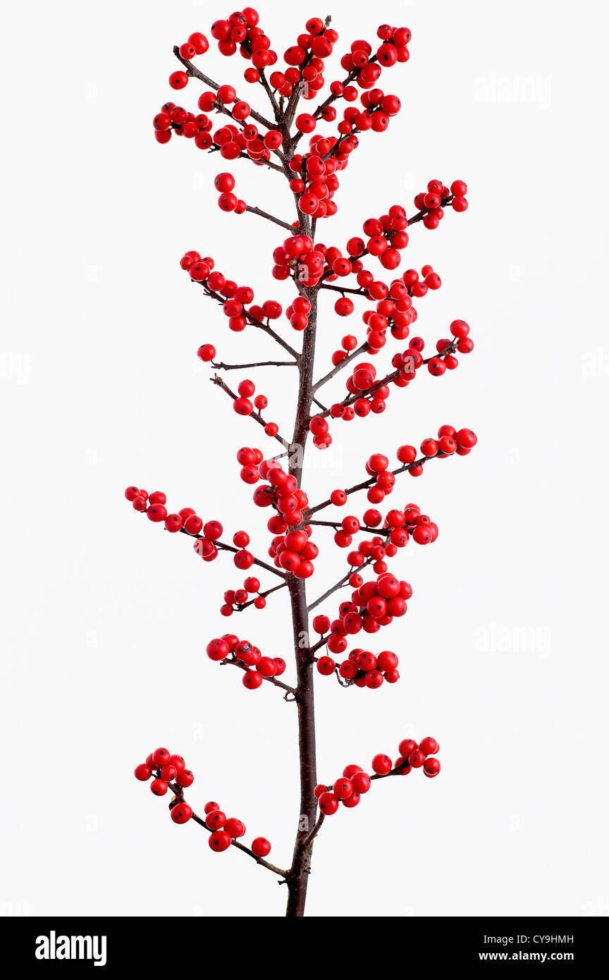 L'Ilex verticillata 'Oosterwijk', rouge des baies de houx sur la branche verticale unique sur un fond blanc. Banque D'Images