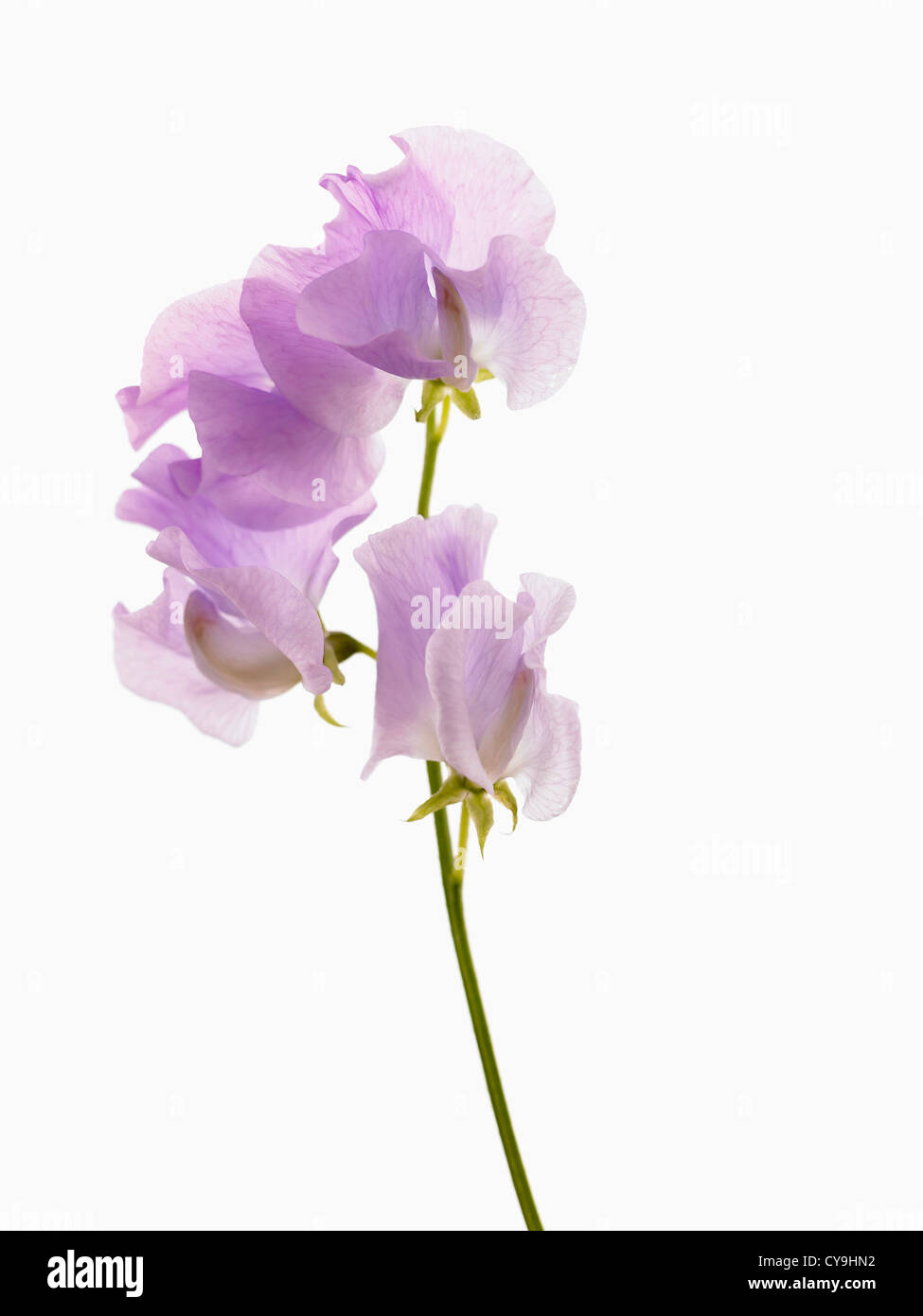 Lathyrus odoratus, pois. Avec la lumière de la tige fleurs violettes sur un fond blanc. Banque D'Images