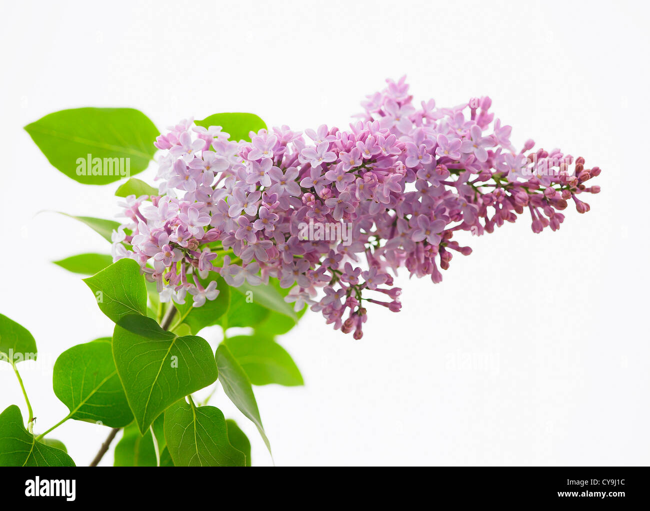 Syringa vulgaris 'Katherine Havemeyerl', fleurs lilas pourpre sur tige  feuillée verte sur un fond blanc Photo Stock - Alamy
