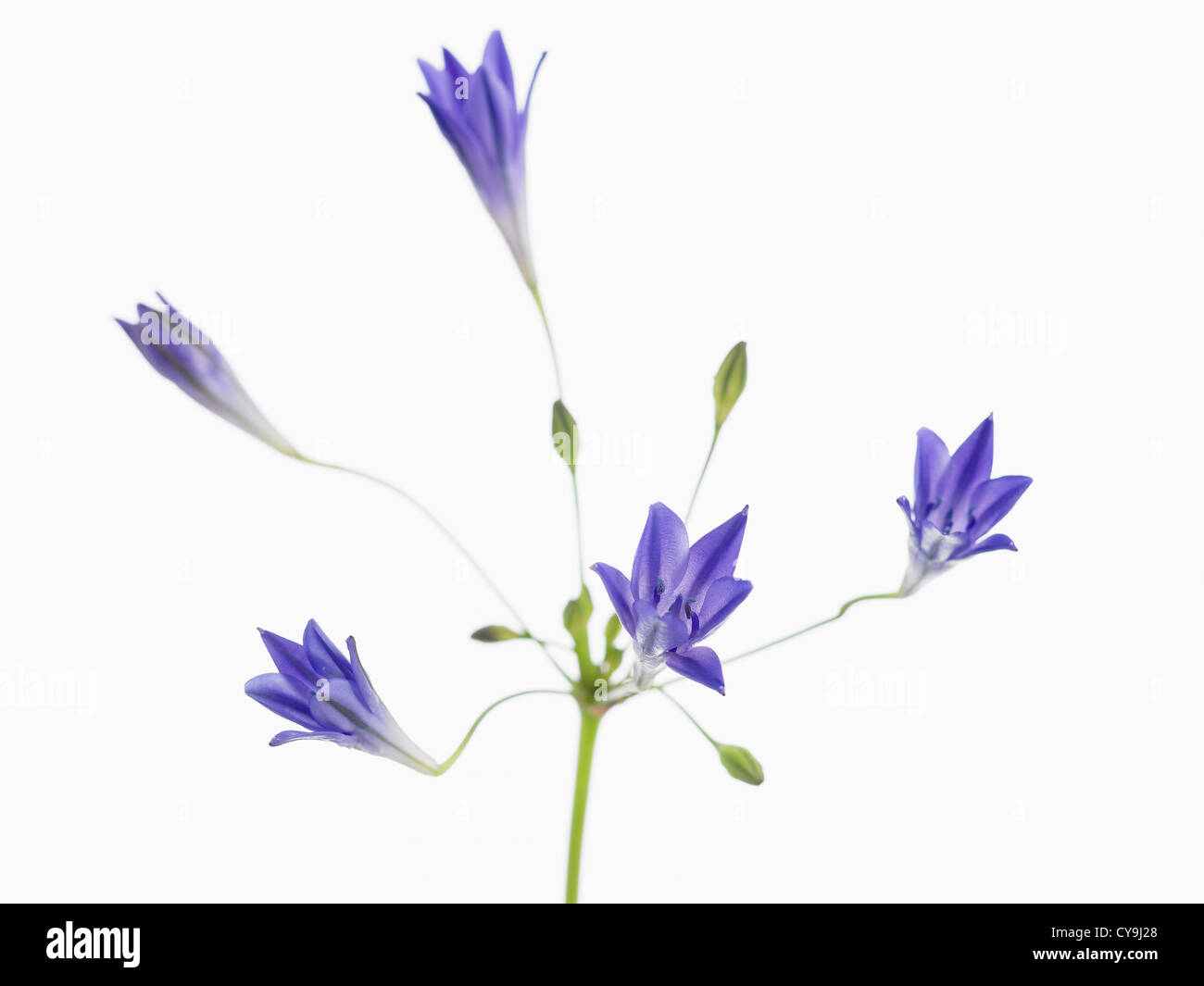 Le Triteleia laxa Corrina', 'fleurs bleues sur un fond blanc. Banque D'Images