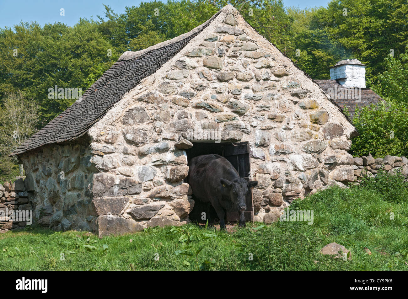 Pays de Galles, St Fagans National History Museum, grange en pierre, black steer Banque D'Images