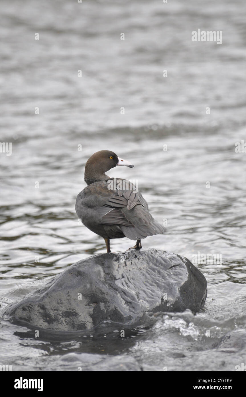 Puis disparition de la Nouvelle-Zélande (Hymenolaimus malacorhynchos canard bleu), ou des peuplements Whio, sur un rocher dans la rivière Tongariro/ Banque D'Images