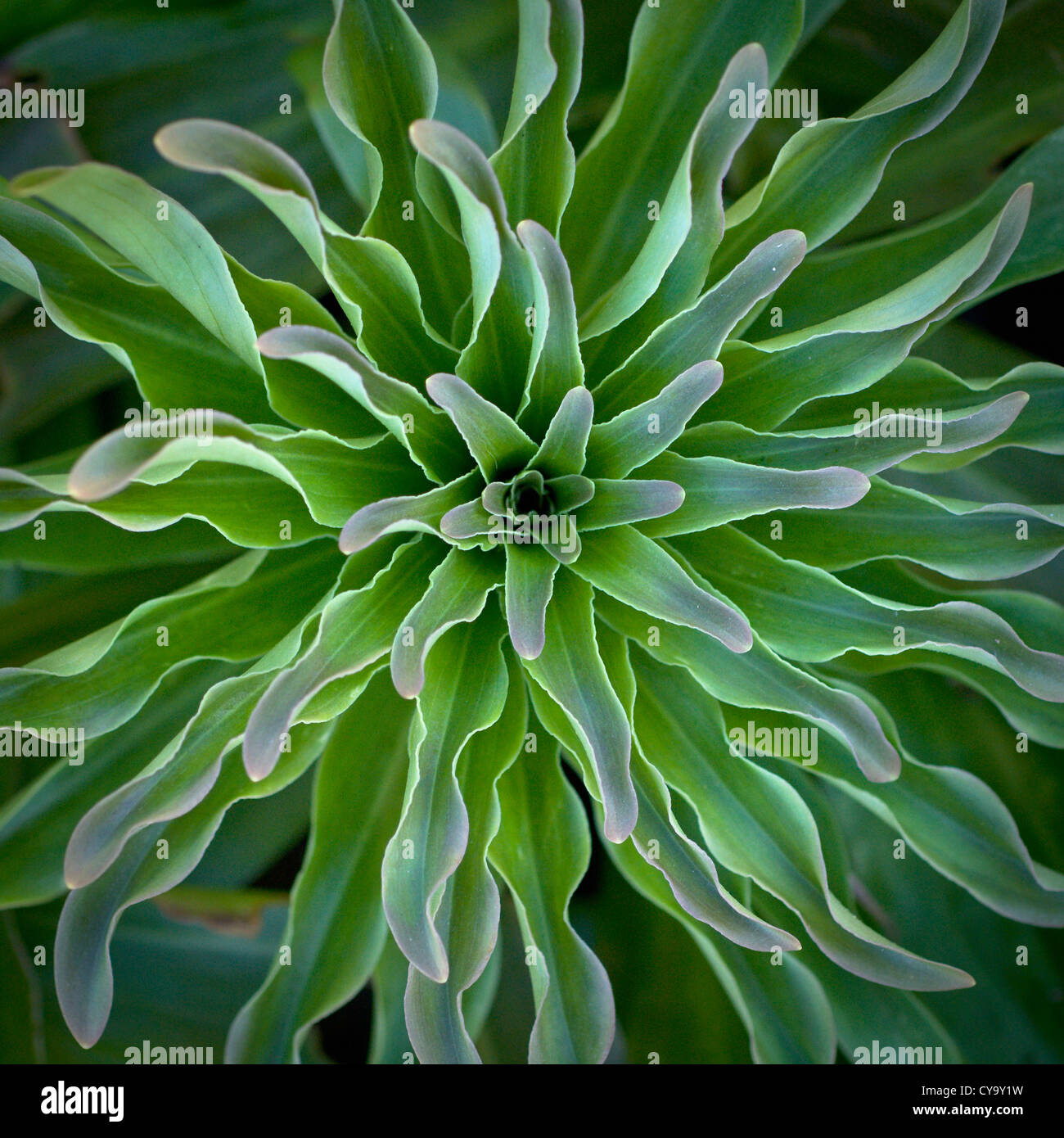 Lilium cultivar, Lily, Vert l'objet. Banque D'Images