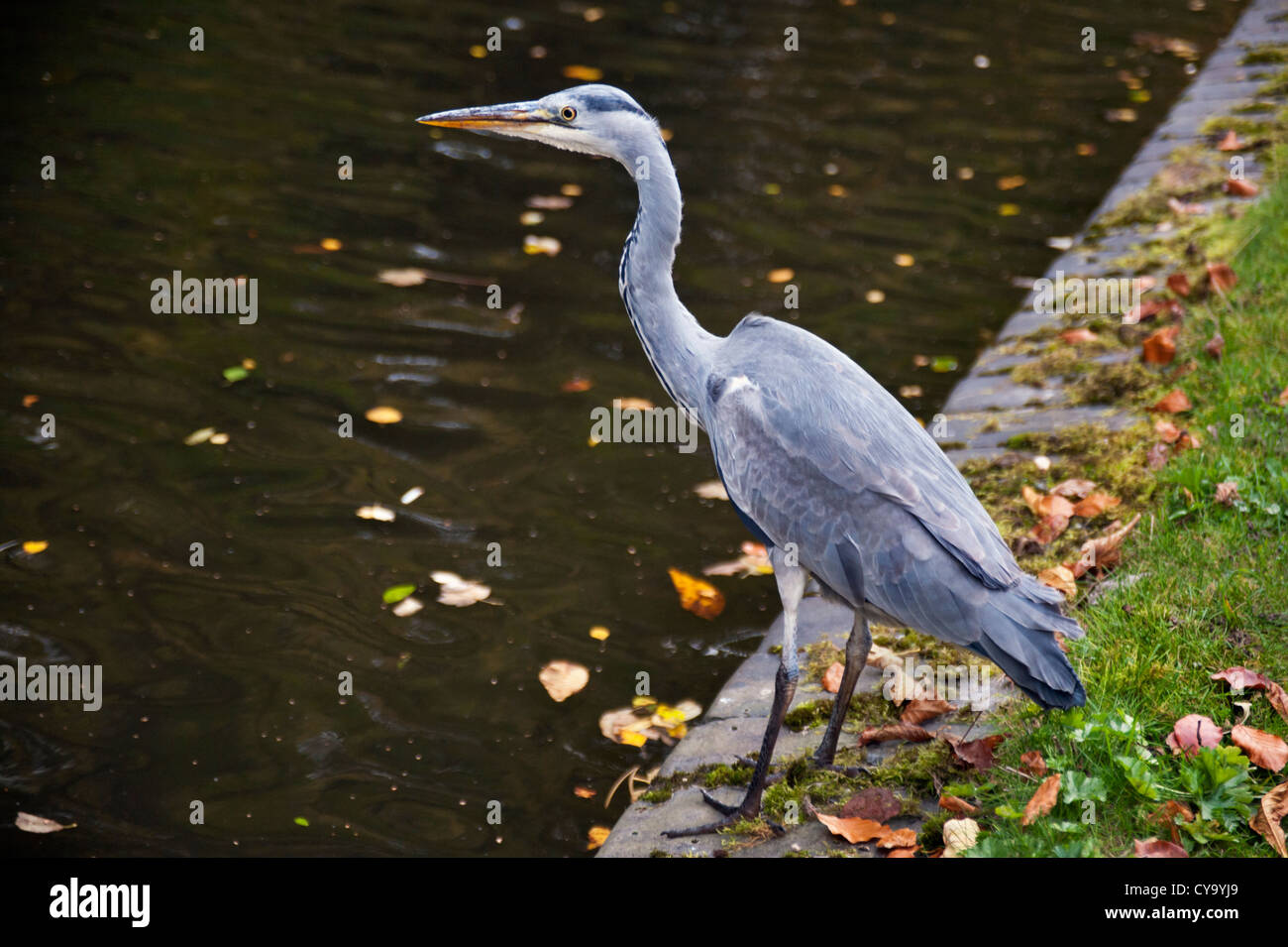 À côté de l'Heron et Birmingham, Birmingham Canal Worcester Banque D'Images