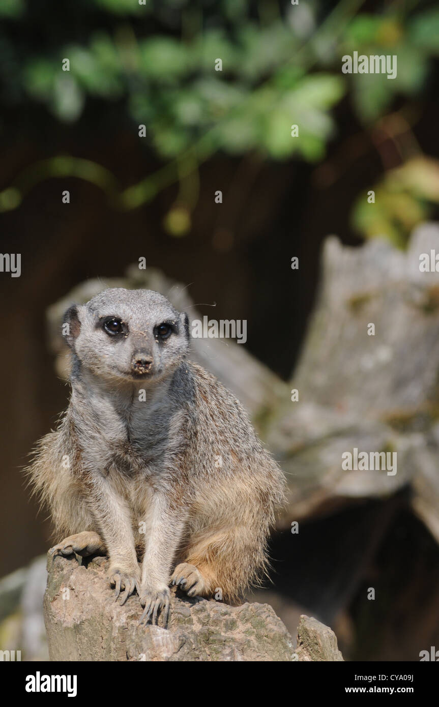 Un mignon meerkat se trouve sur un morceau de bois avec du sable sur son nez. Banque D'Images