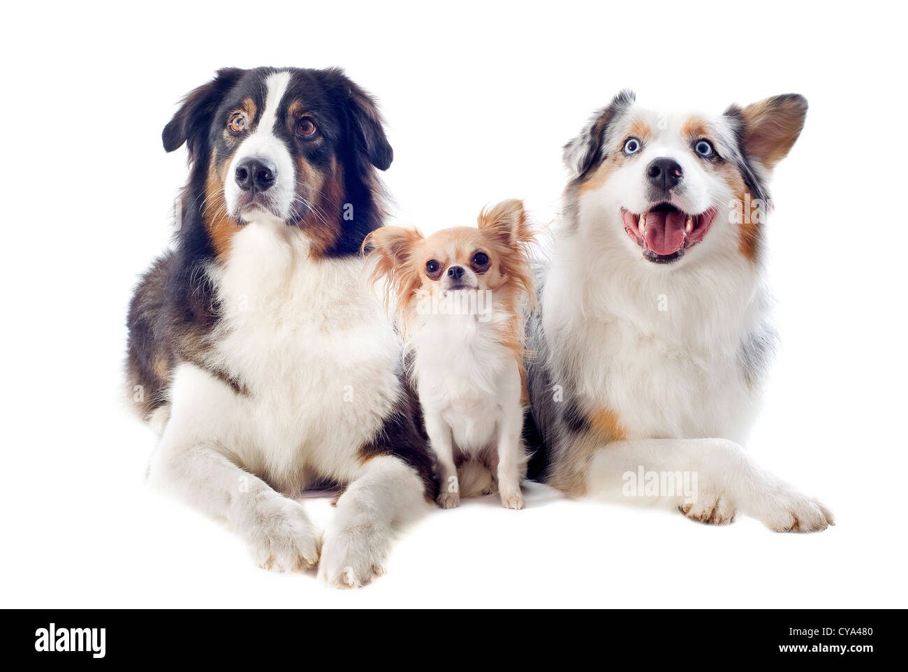 Bergers Australiens de race et chihuahua in front of white background Banque D'Images