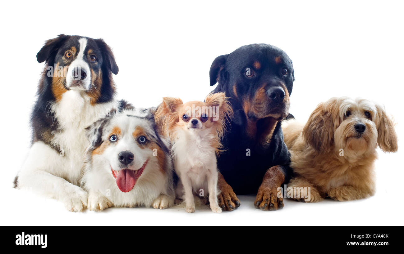 Berger Australien pure race, Chihuahua, rottweiler et griffon in front of white background Banque D'Images