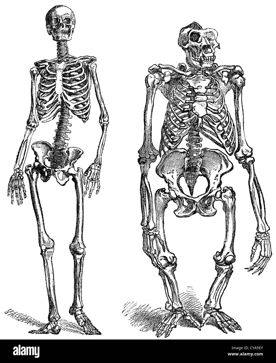 L'homme (à gauche) et gorilla (droite) : squelette Banque D'Images