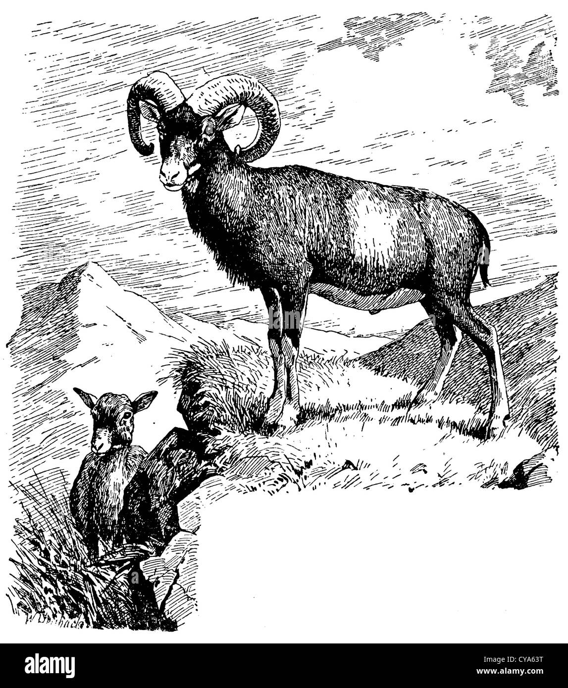 Mouflon : mâle (en haut) et femelle (en bas) Banque D'Images