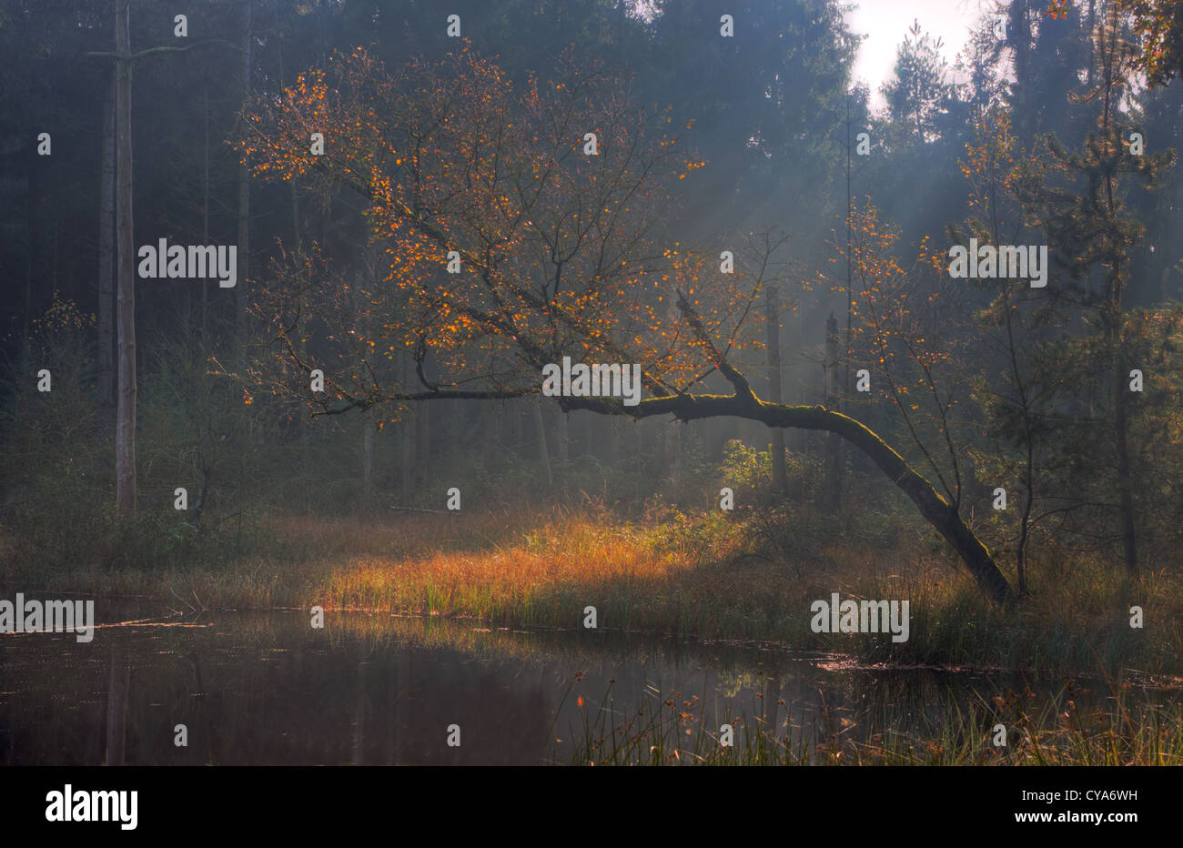 Bouleau, se pencher sur un petit lac dans une forêt en automne couleurs Banque D'Images