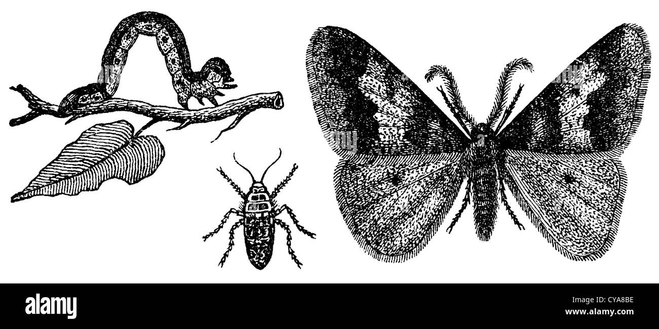 Arpenteuse : droite : mâle, femelle : centre, à gauche : Caterpillar Banque D'Images
