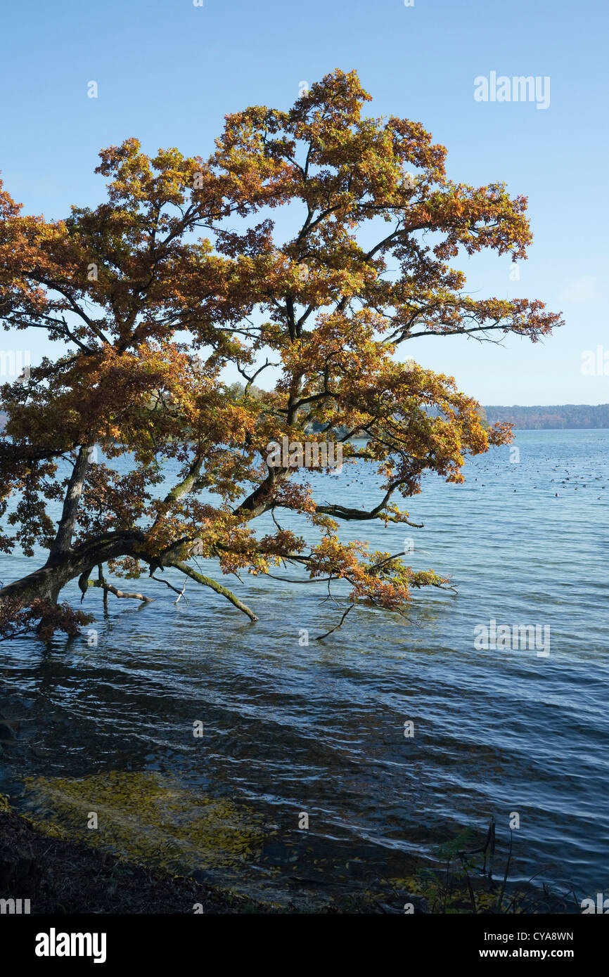 Les feuilles d'automne avec crooked tree grandir dans le lac de Starnberg Banque D'Images