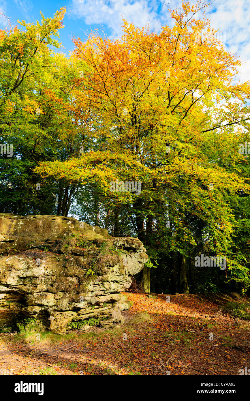 Allume la lumière du soleil d'automne les feuilles des arbres à l'Adderstone à Dalby forest Banque D'Images