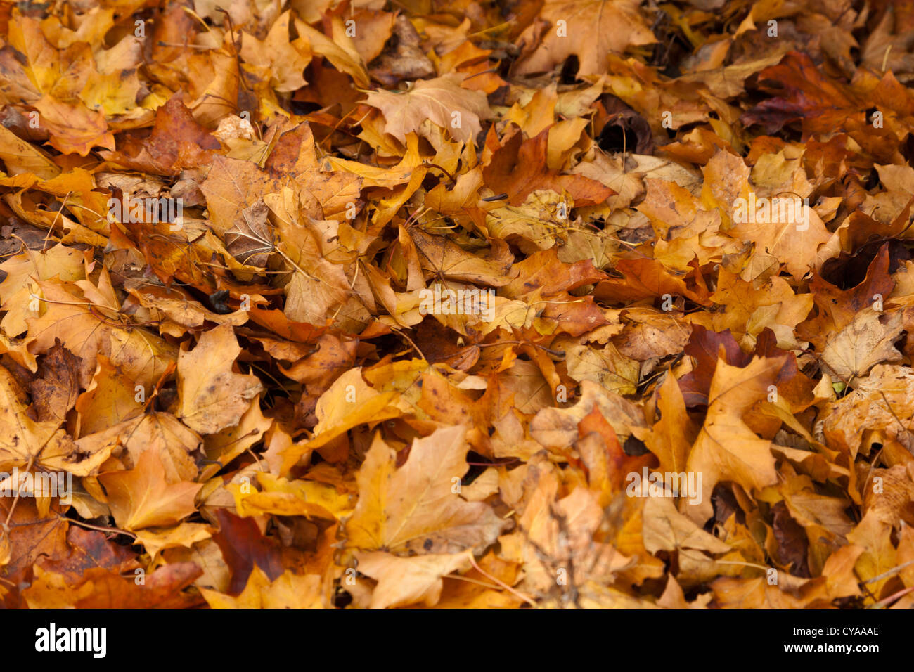 Litière de feuilles mortes en décomposition de la teinture au temps d'automne. Banque D'Images